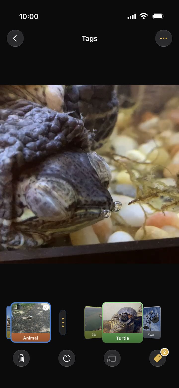 The tag panel over a turtle photo, with the Animal and Turtle tags applied.